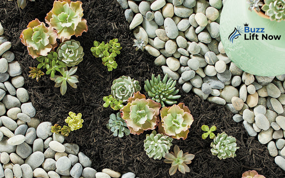 Rock landscaping ideas